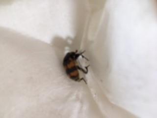 Nicrophorus sp.